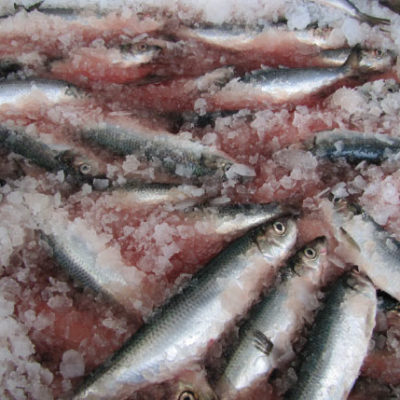 Atlantic Herring