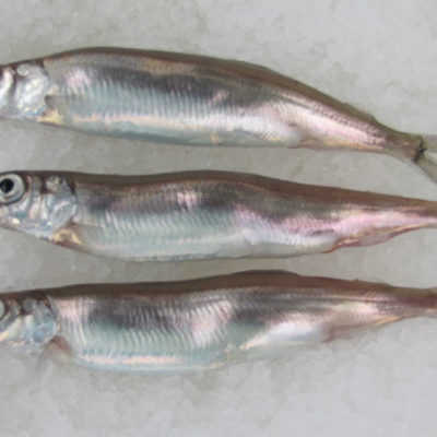 Female Caplin