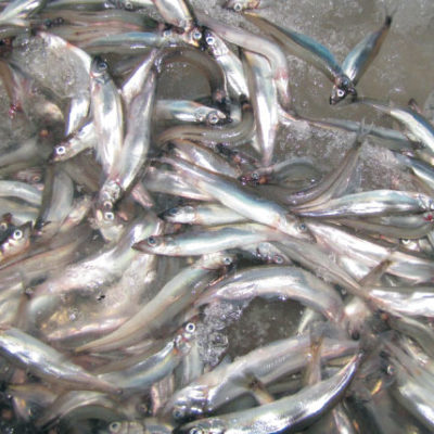 Male Caplin