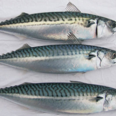 North Atlantic Mackerel